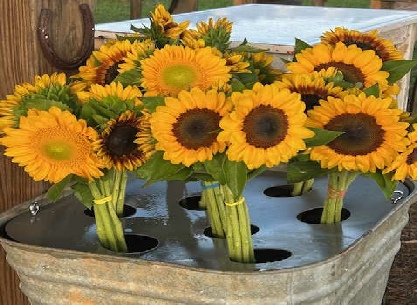 Sunflowers