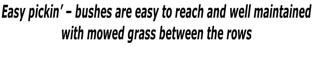 Easy pickin’ – bushes are easy to reach and well maintained  with mowed grass between the rows